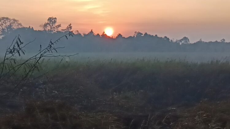 Saat Angin Kencang Kembali Menghidupkan Bara Api di Lahan Gambut di Pendingin