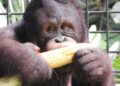 PT Pertamina Hulu Indonesia Dukung Konservasi Orang Utan di Kalimantan Demi Menjaga Ekosistem Hutan dan Keberlanjutan Energi