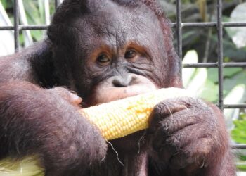 PT Pertamina Hulu Indonesia Dukung Konservasi Orang Utan di Kalimantan Demi Menjaga Ekosistem Hutan dan Keberlanjutan Energi
