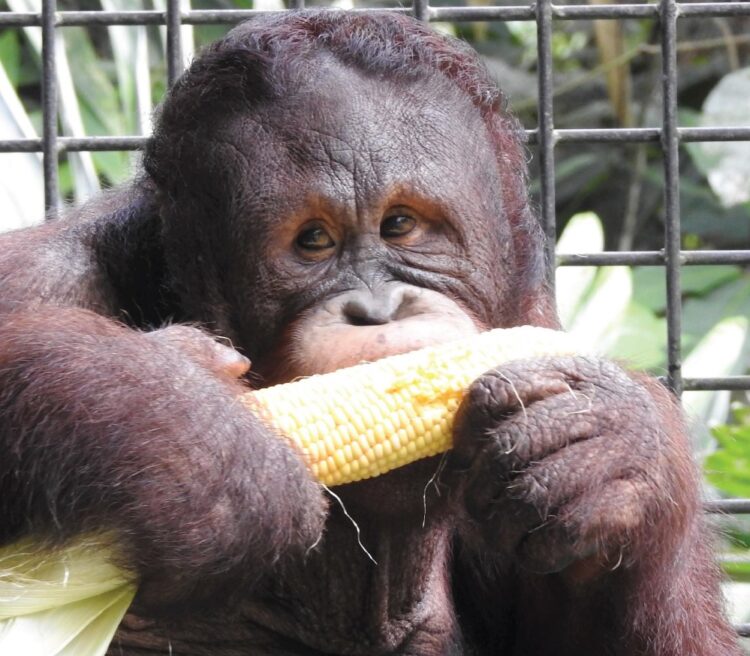 PT Pertamina Hulu Indonesia Dukung Konservasi Orang Utan di Kalimantan Demi Menjaga Ekosistem Hutan dan Keberlanjutan Energi