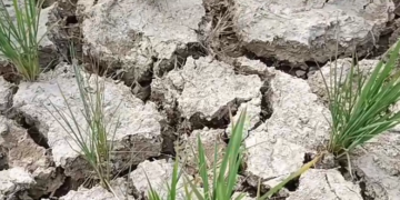 Perjuangan Petani Makroman Melawan Dahaga Kemarau