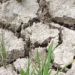 Perjuangan Petani Makroman Melawan Dahaga Kemarau