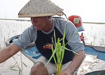 Perahu Berganti Motor, Nelayan Danau Melintang Kukar Terpaksa Tanam Padi dan Buru Kubangan Air Demi Sambung Hidup
