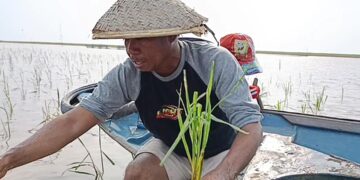 Perahu Berganti Motor, Nelayan Danau Melintang Kukar Terpaksa Tanam Padi dan Buru Kubangan Air Demi Sambung Hidup