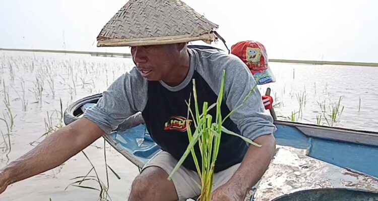 Perahu Berganti Motor, Nelayan Danau Melintang Kukar Terpaksa Tanam Padi dan Buru Kubangan Air Demi Sambung Hidup