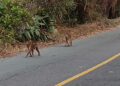 Tahura Bukit Soeharto Membara, Satwa Lindung Mulai Mengungsi ke Tepi Jalan Raya