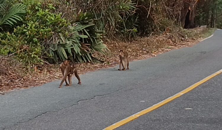 Tahura Bukit Soeharto Membara, Satwa Lindung Mulai Mengungsi ke Tepi Jalan Raya